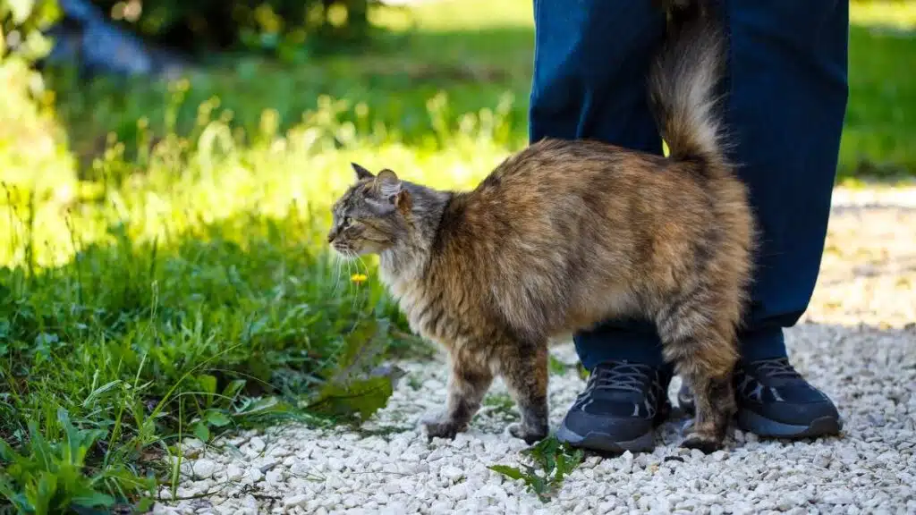 Dlaczego kot ociera się o nogi