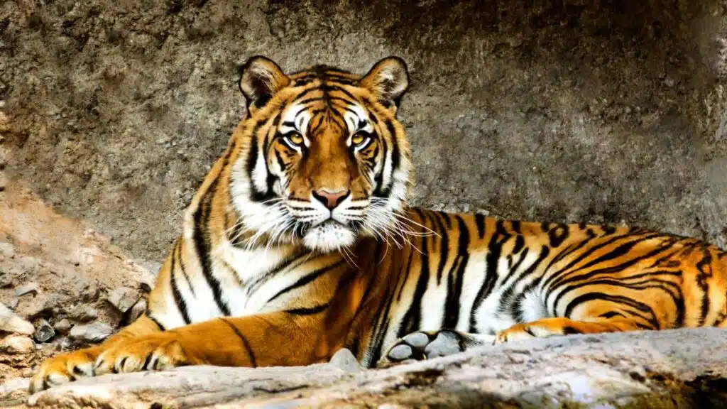 tygrys bengalski