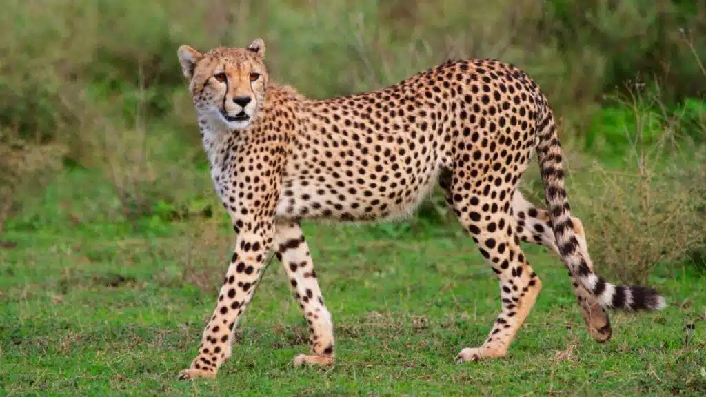 Gepard
