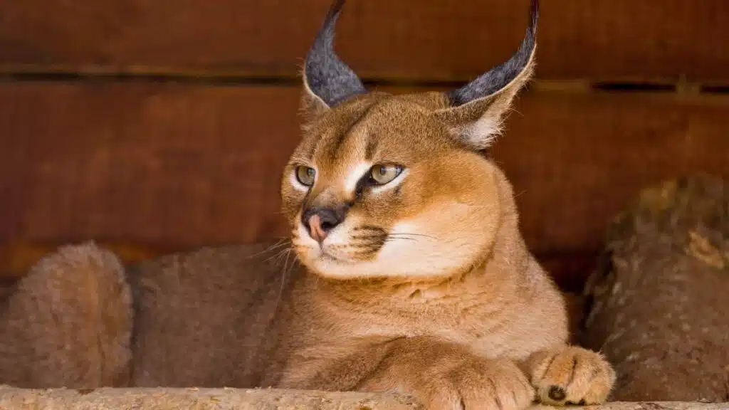 karakał