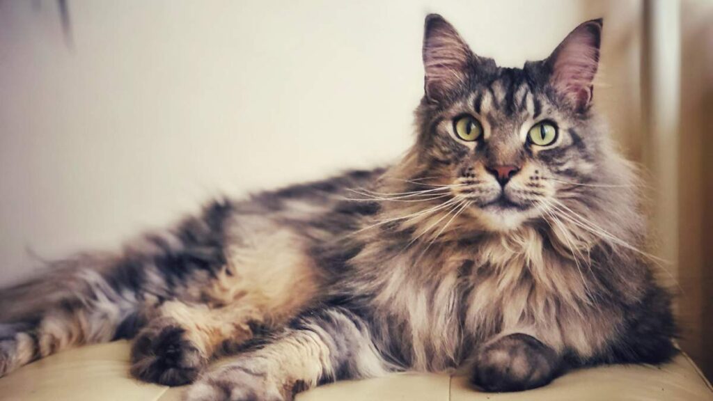 Maine Coon charakter