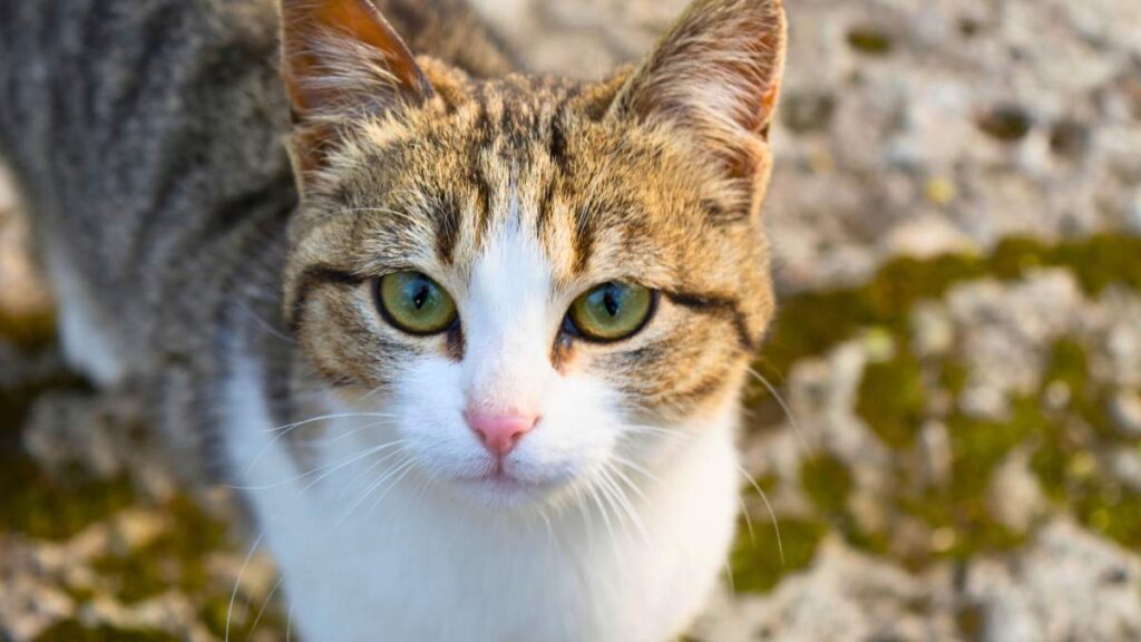 American Wirehair