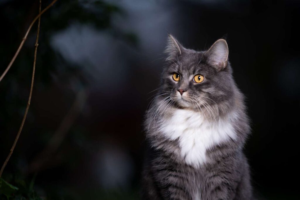 Czy koty widzą w ciemności