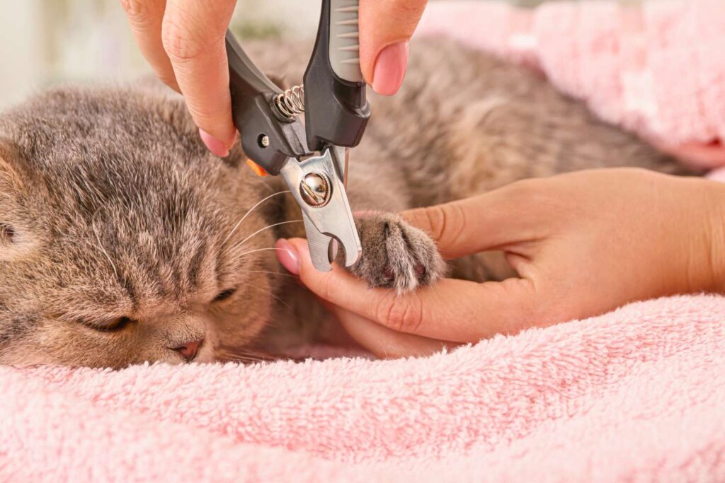 Jak obcinać pazury kotu