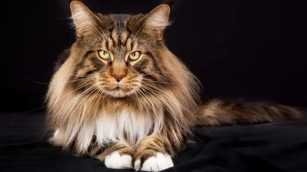 Maine Coon – łagodny olbrzym w kocim świecie kot Maine Coon