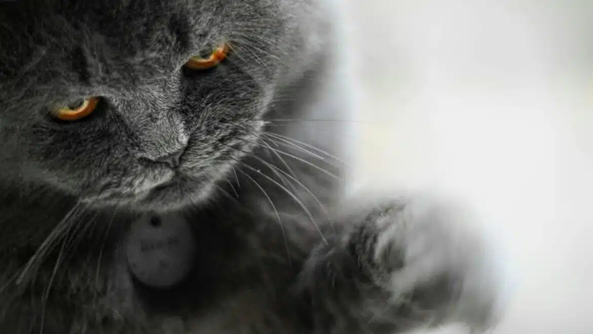 kot brytyjski krótkowłosy