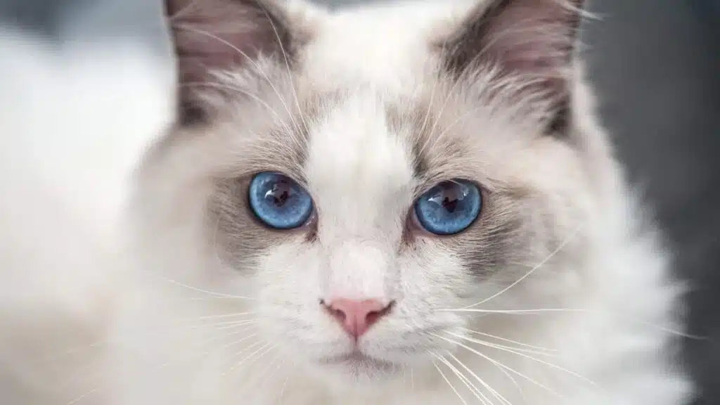 Kot Ragdoll – Pluszowy Przyjaciel o Niebieskich Oczach kot Ragdoll