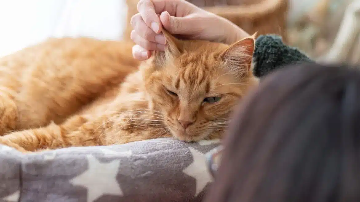 głaskanie kota