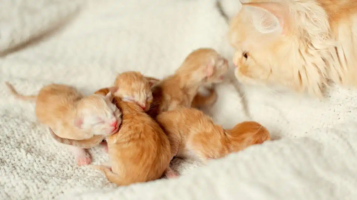 dotykać małe kotki