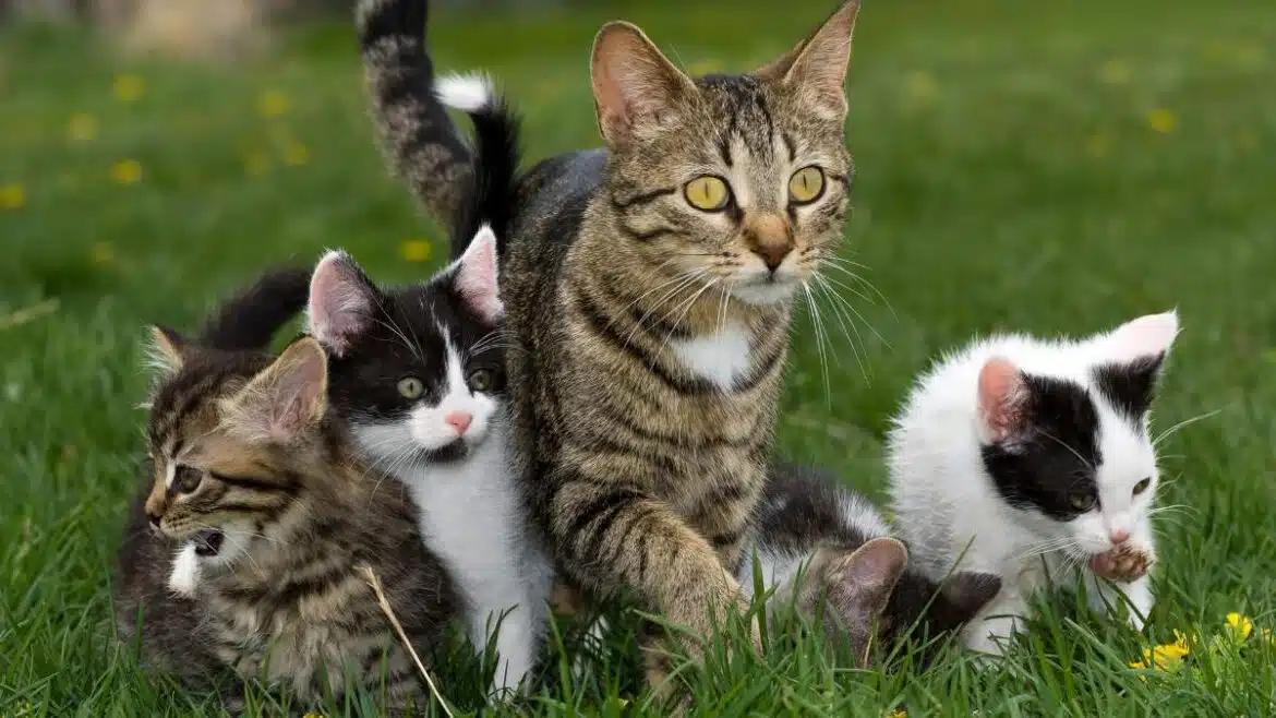 odłączyc kocięta od matki