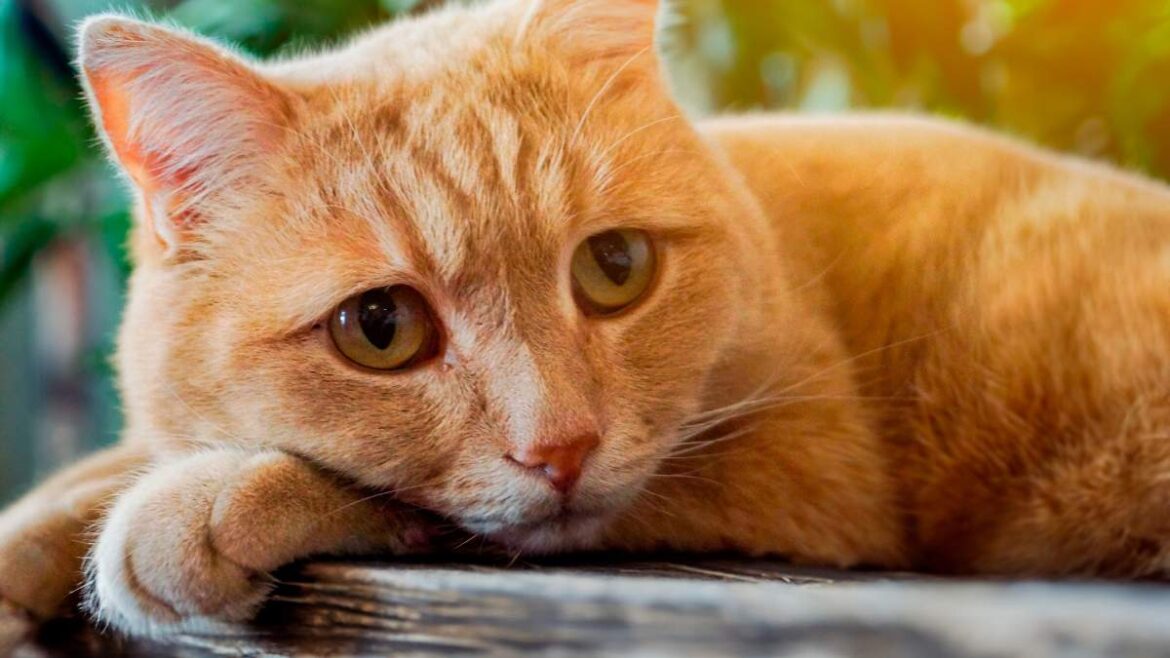 Jak rozpoznać chore nerki u kota