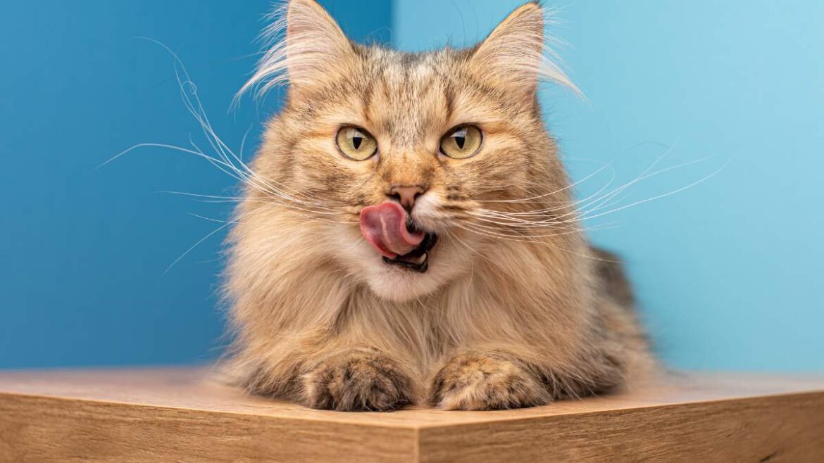 olej z łososia dla kota