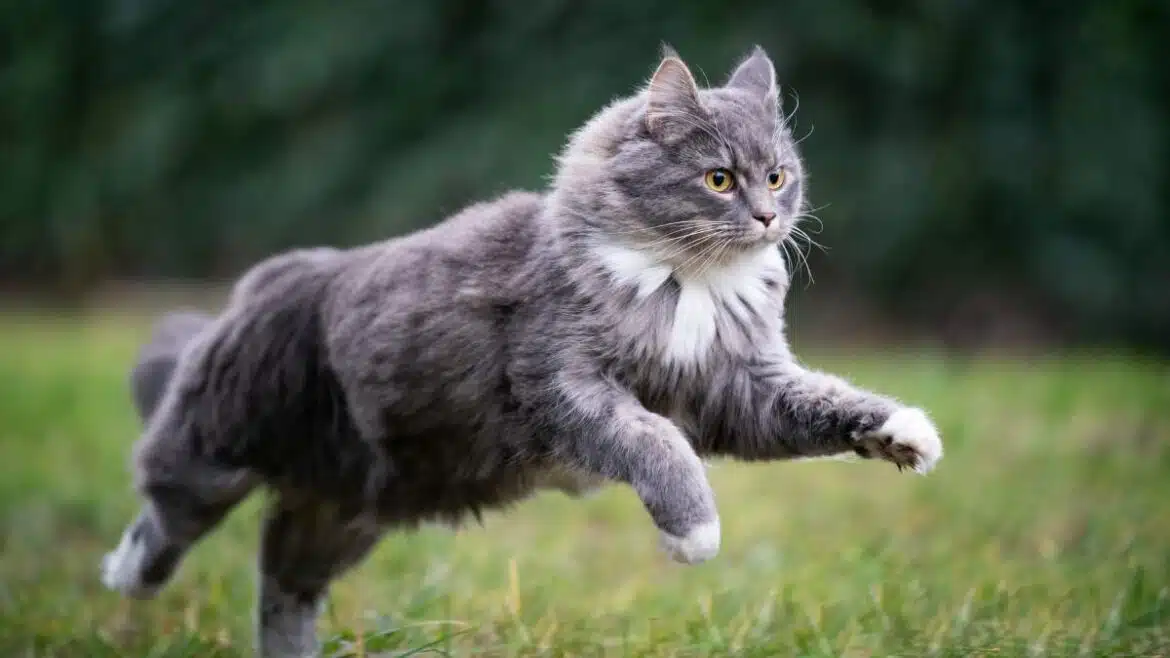 kot biega za laserem