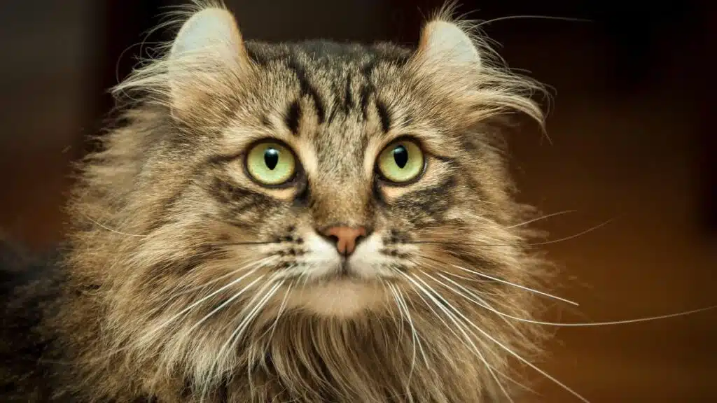 American curl