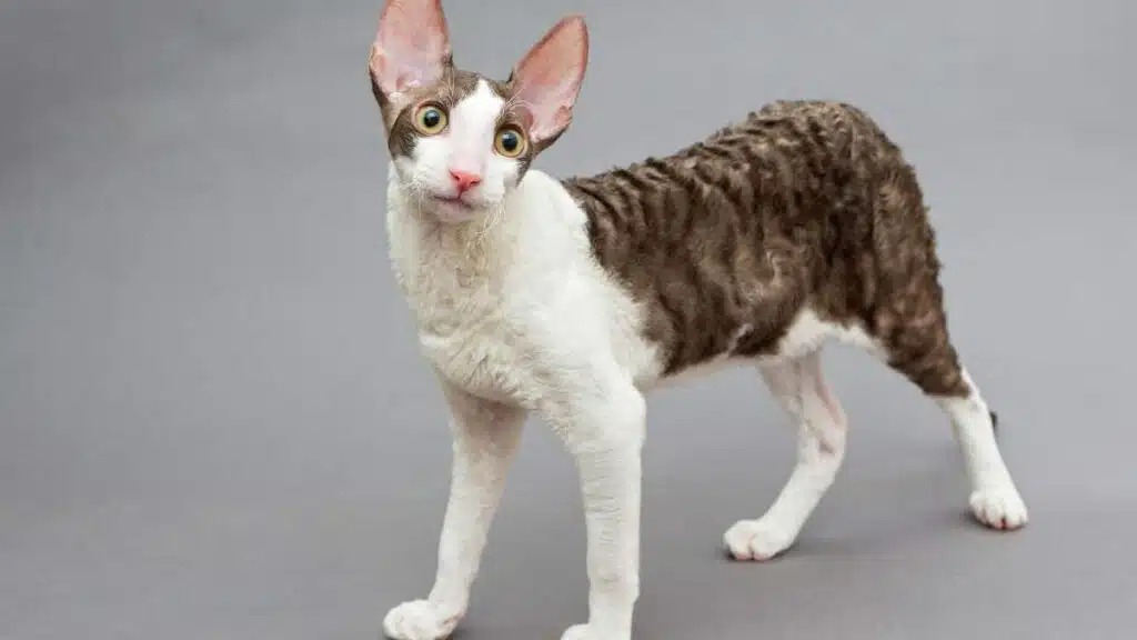 Cornish Rex – kot z falującą sierścią i psotnym charakterem Cornish Rex