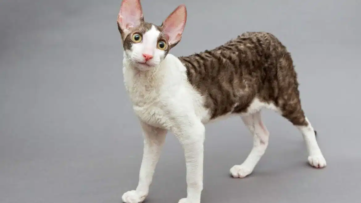Cornish Rex
