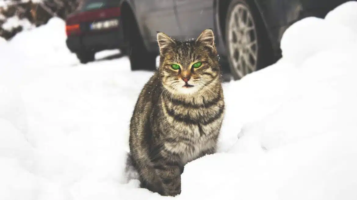 koty zimą