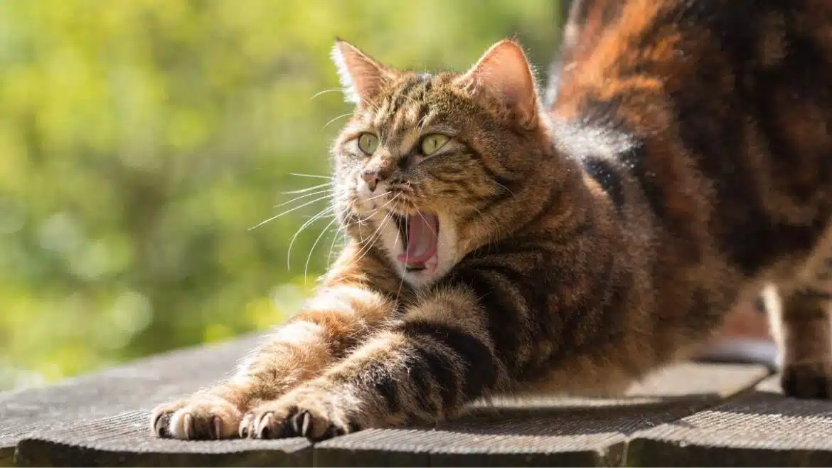 koty się rozciągają