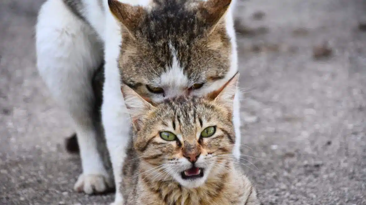 Rozmnażanie u kotów