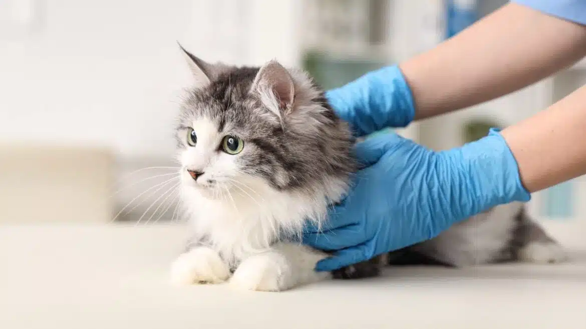 Sterylizacja i kastracja kota