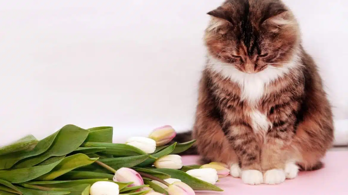 Czy koty potrafią przepraszać