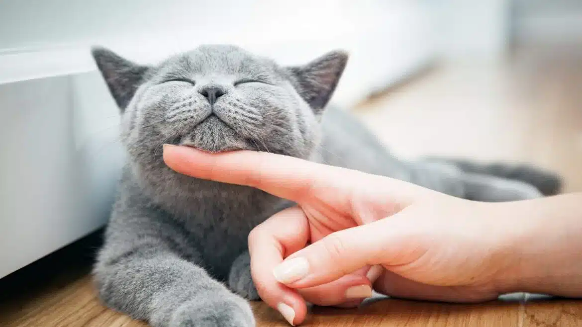 Dlaczego koty mruczą