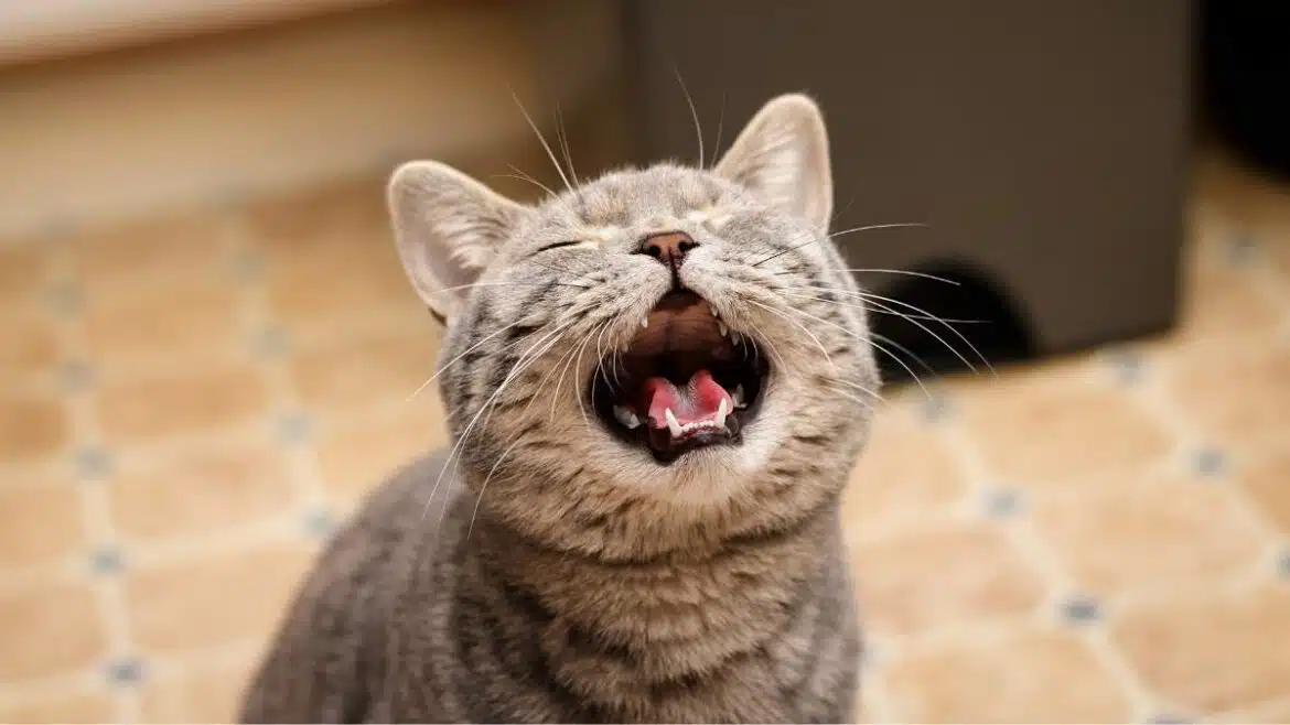 dlaczego koty miauczą