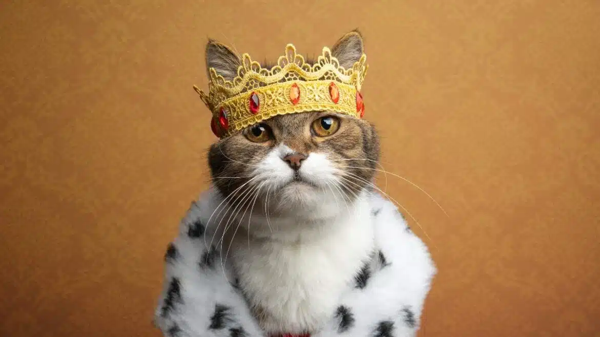 Najdroższe koty