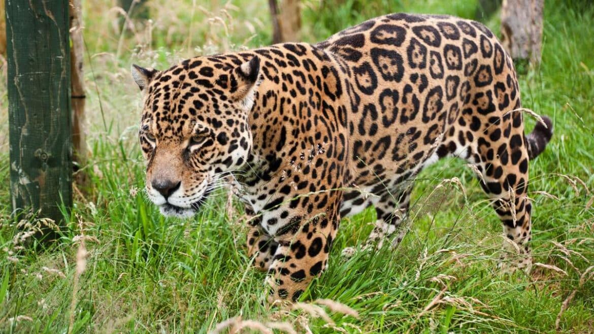 jaguar