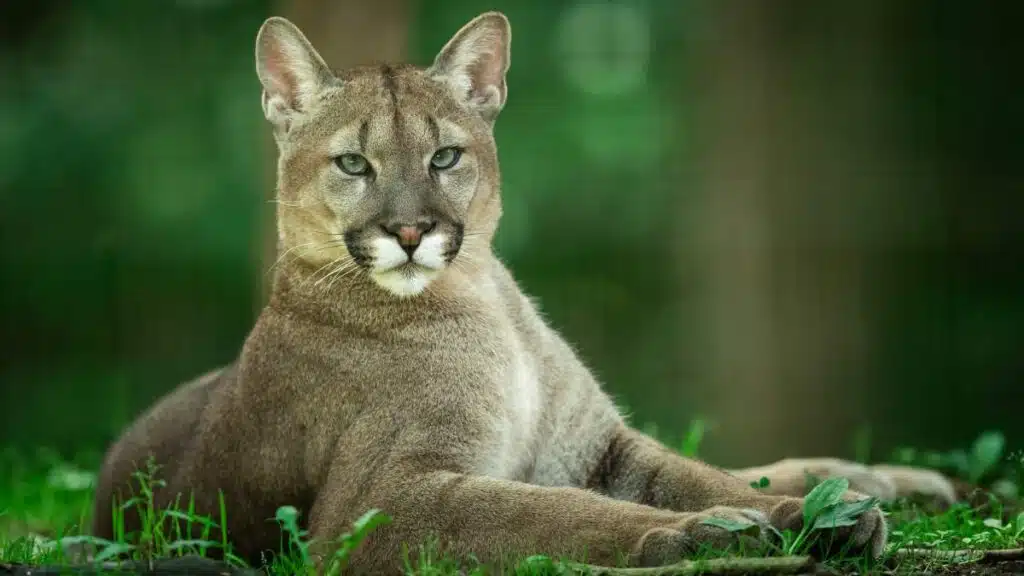 Puma puma