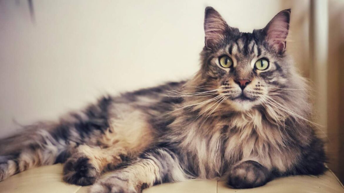 Maine Coon charakter