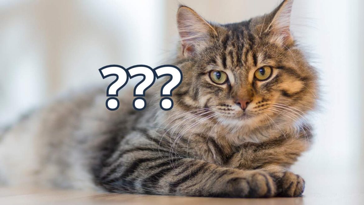 Najpopularniejsze Imiona Dla Kotów