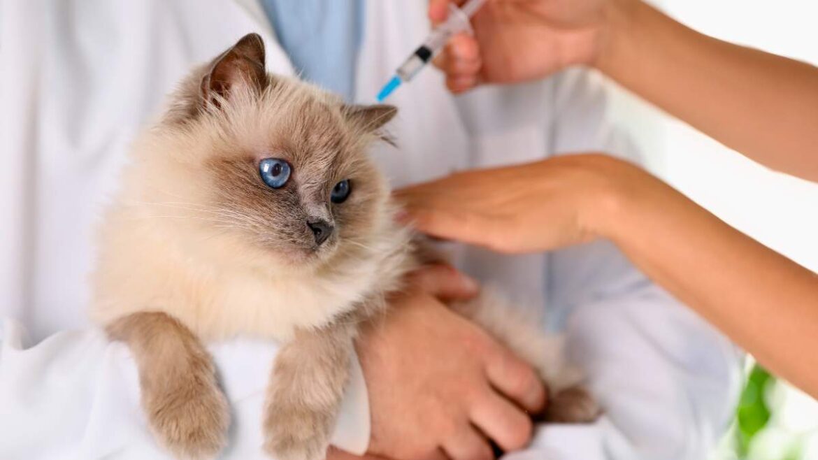 szczepienie kota
