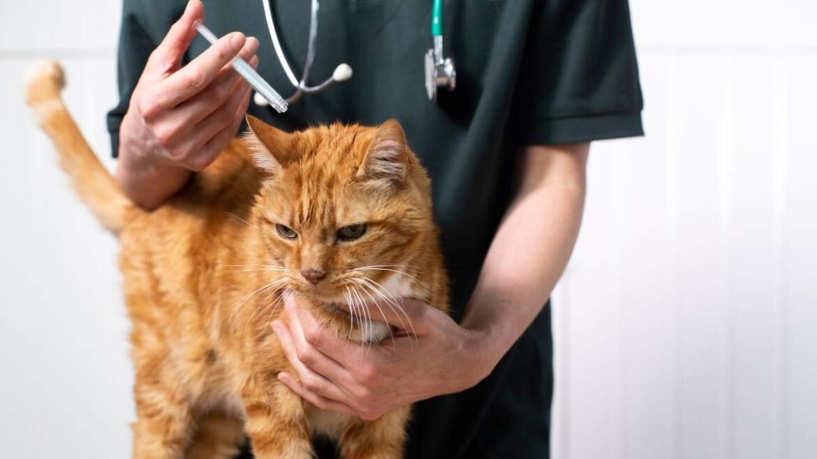 krople na pchły dla kota