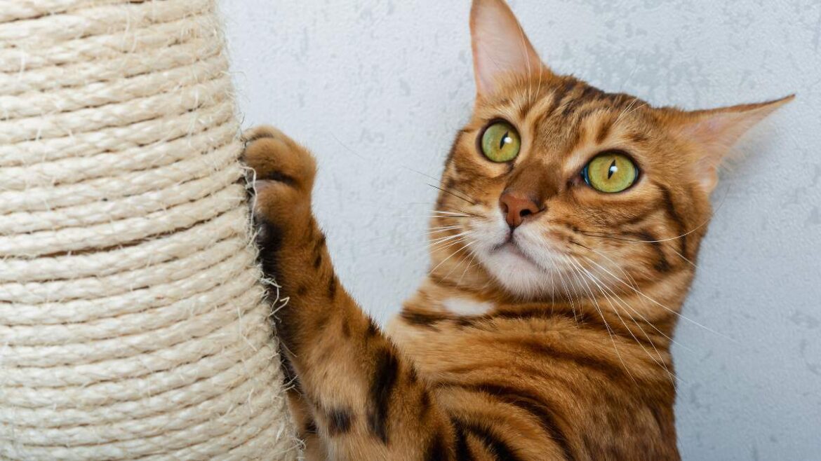 Dlaczego Koty Drapią