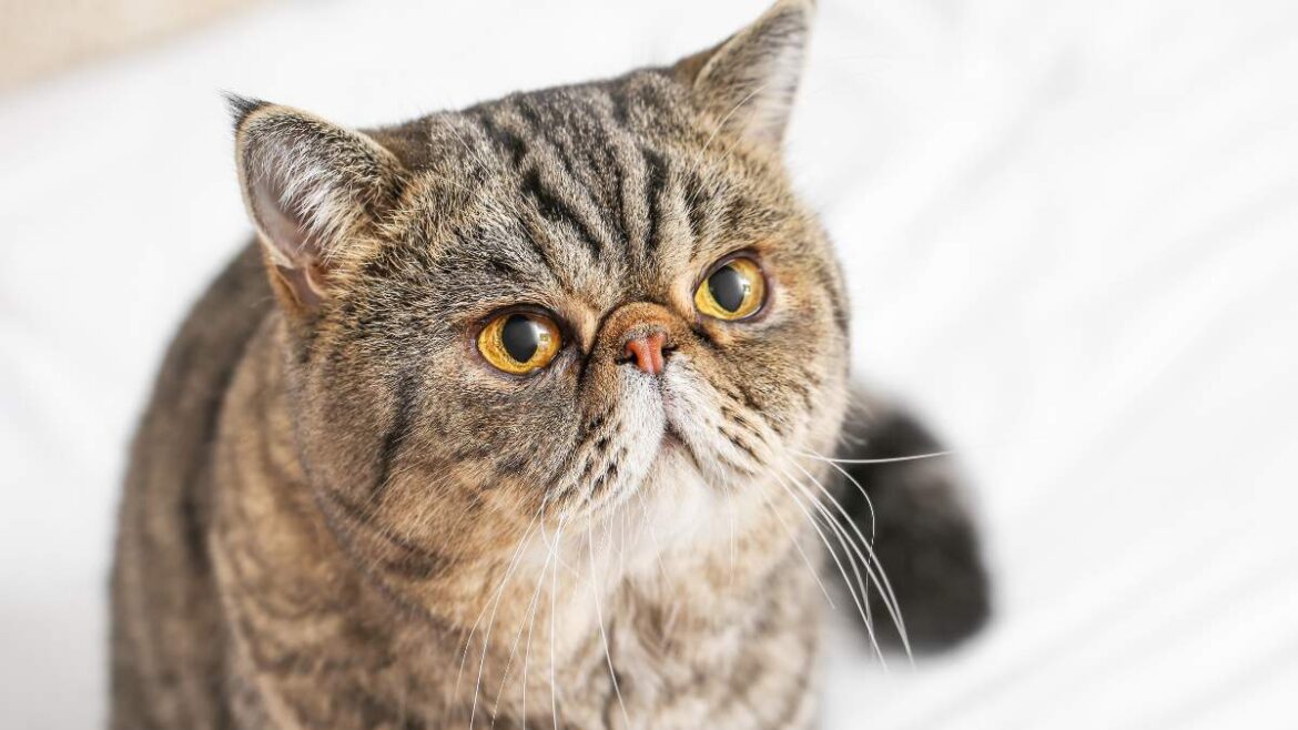 Exotic Shorthair