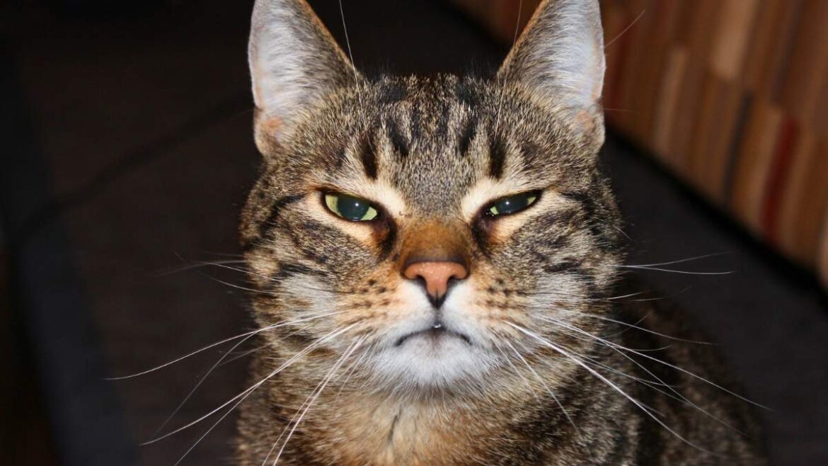 Jak Oduczyć Kota Złych Nawykow