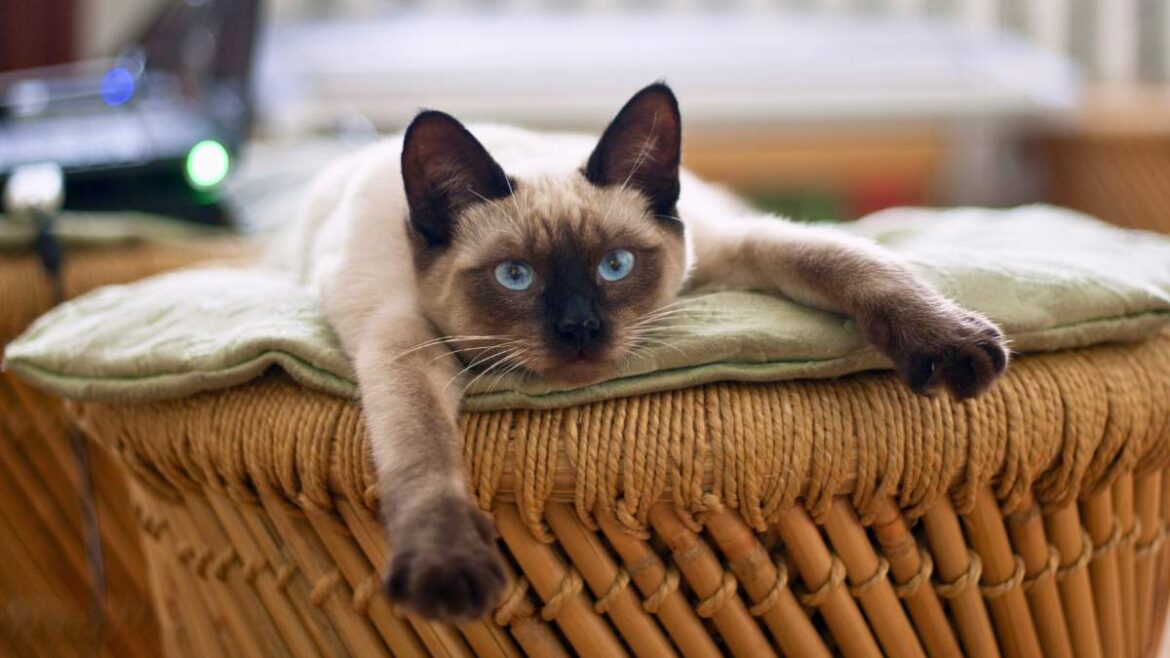 Rasy Kotów Domowych