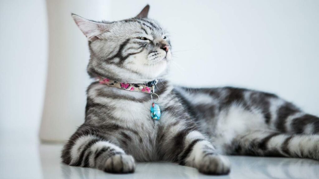 American Shorthair