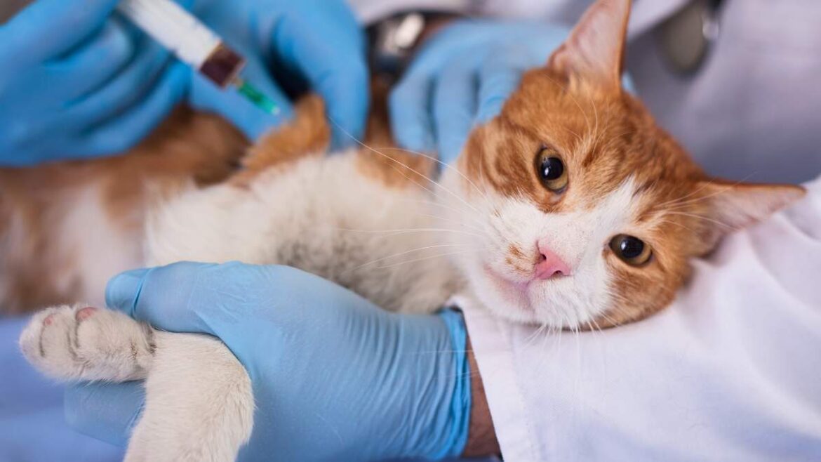 Choroby Kociego Układu Moczowego