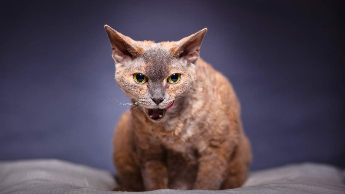 Devon Rex