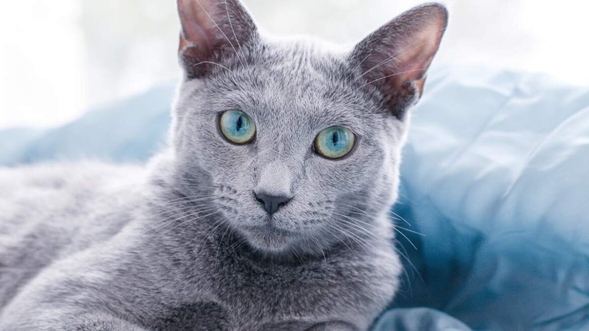 Kot Rosyjski Niebieski