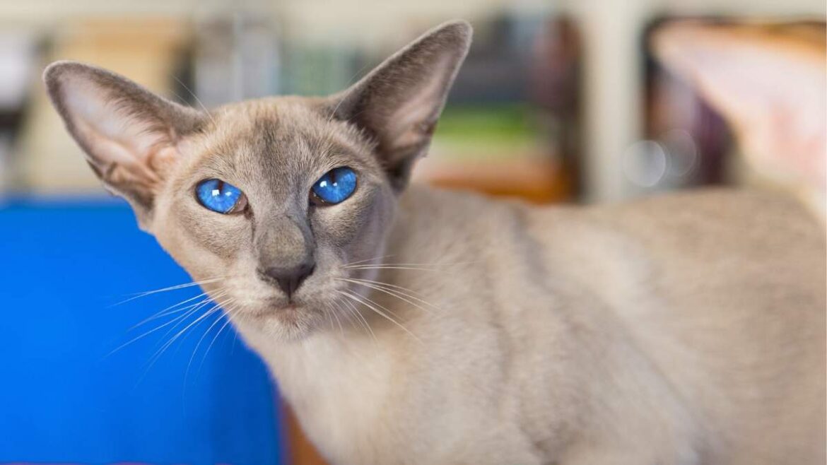 Orientalny Krótkowłosy