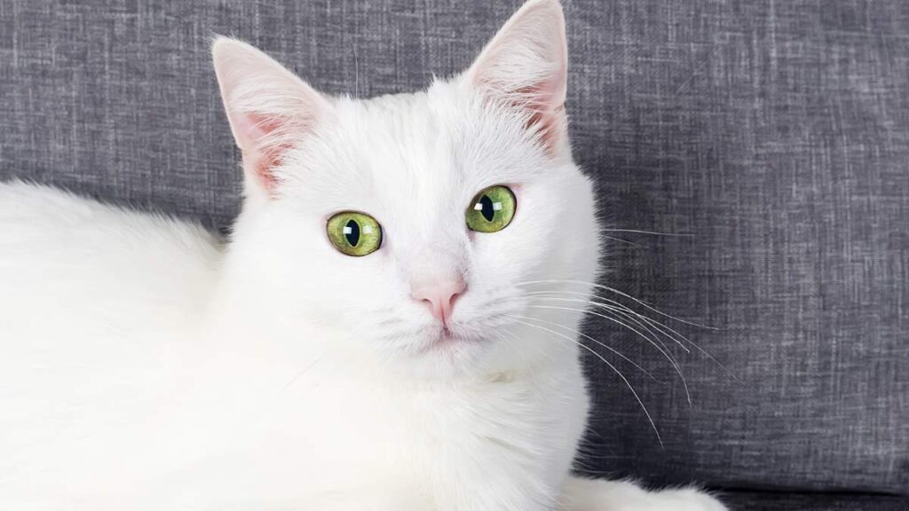 Turecka Angora