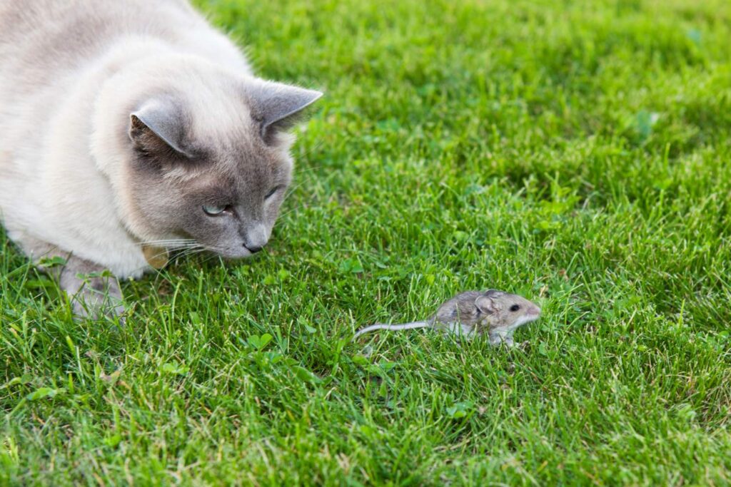 Dlaczego koty przynoszą martwe zwierzęta