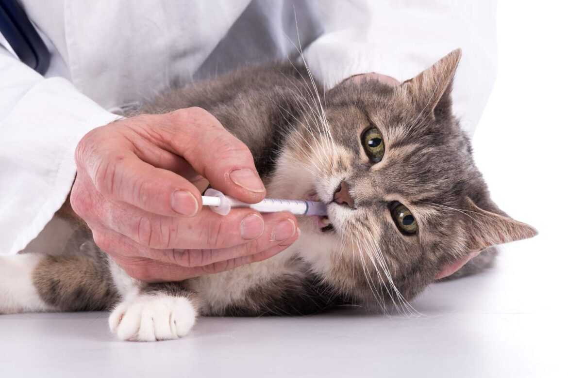 Jak Często Odrobaczać Kota