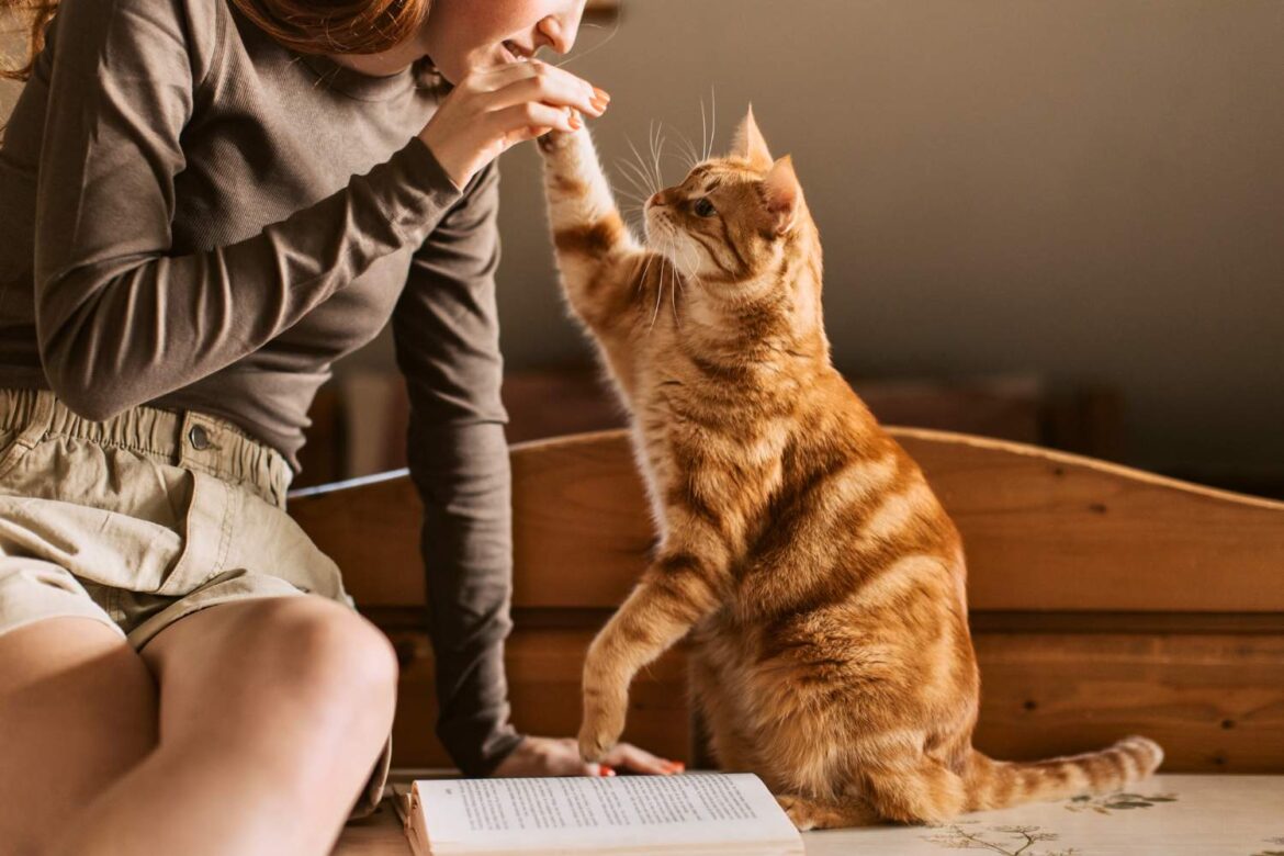 Jak Koty Komunikują Się z Ludźmi