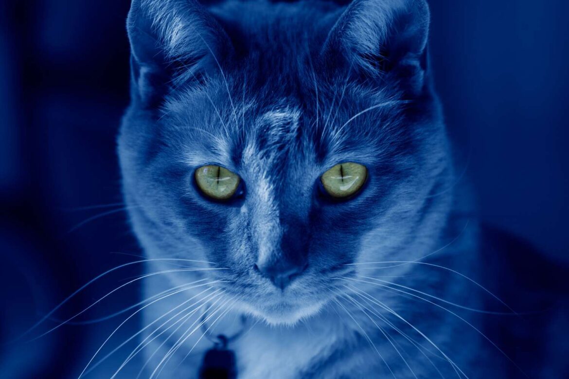 Czy koty widzą w ciemności