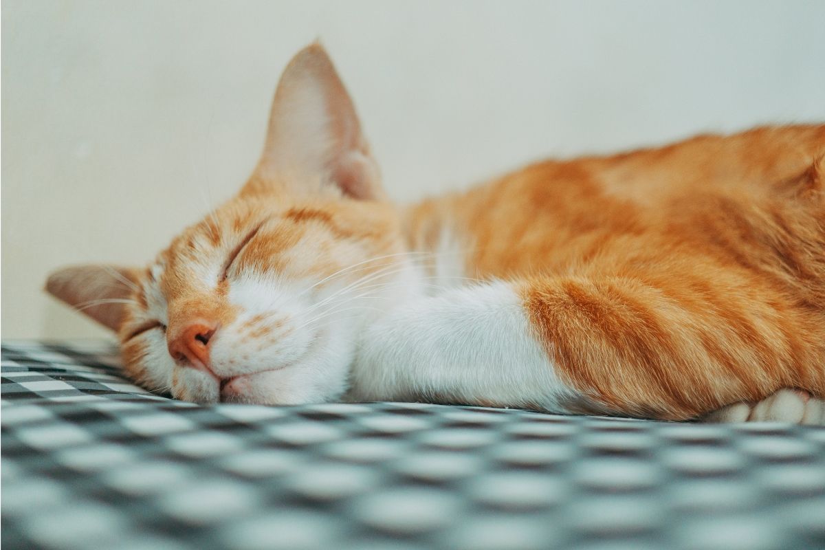 Sen kota i sny kota oraz marzenia senne kotów w fazie REM