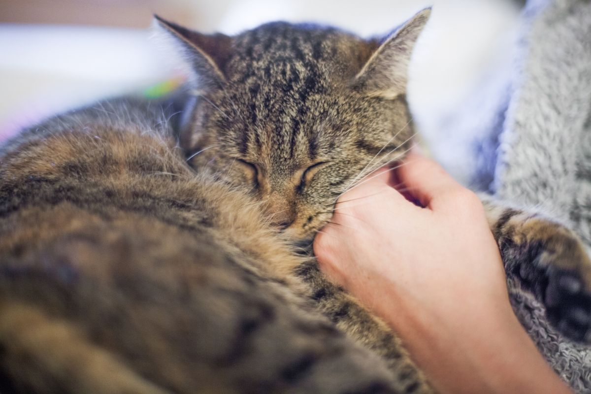 Dlaczego koty mruczą mechanizmy i znaczenie mruczenia kota domowego